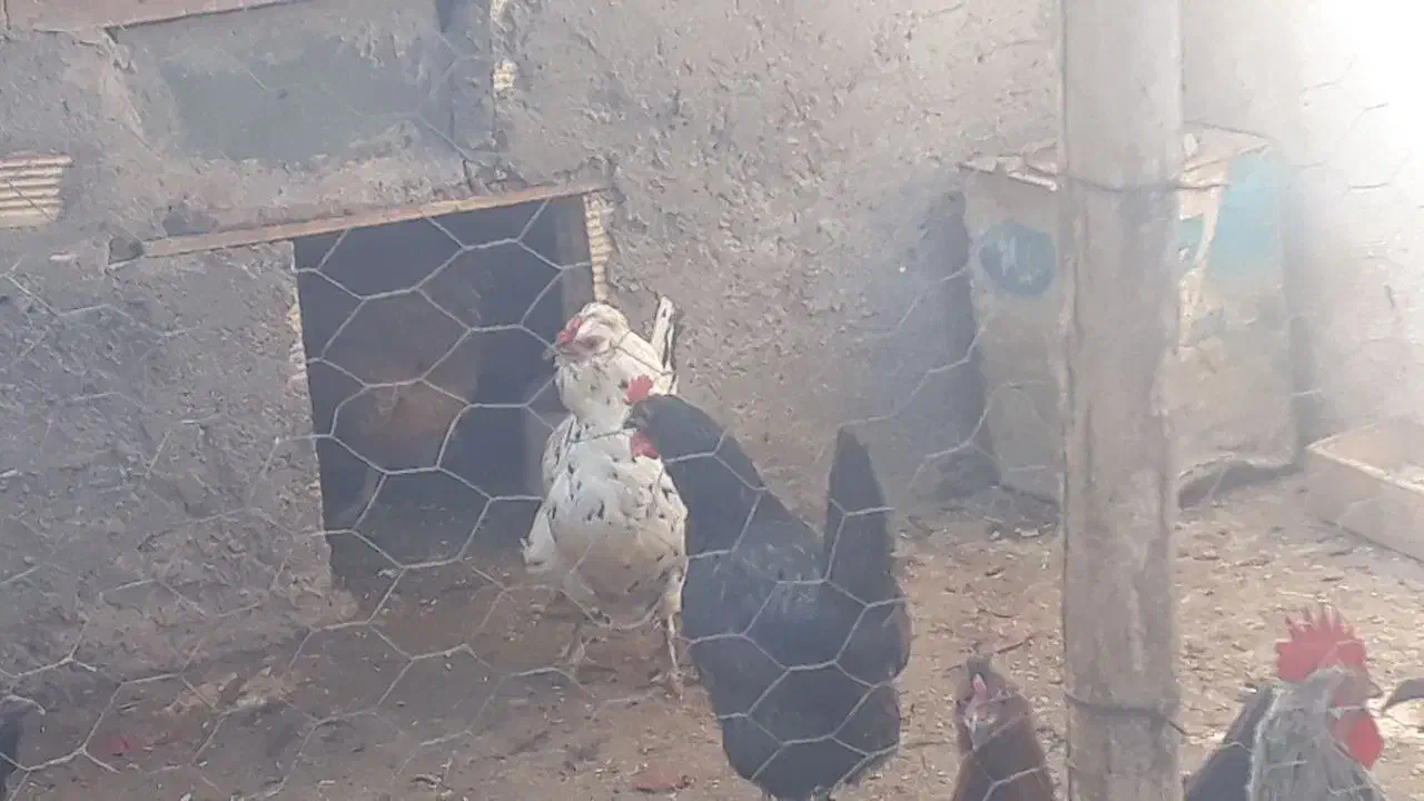 فروش تعداد مرغ خروس|پرنده|جونقان, |دیوار