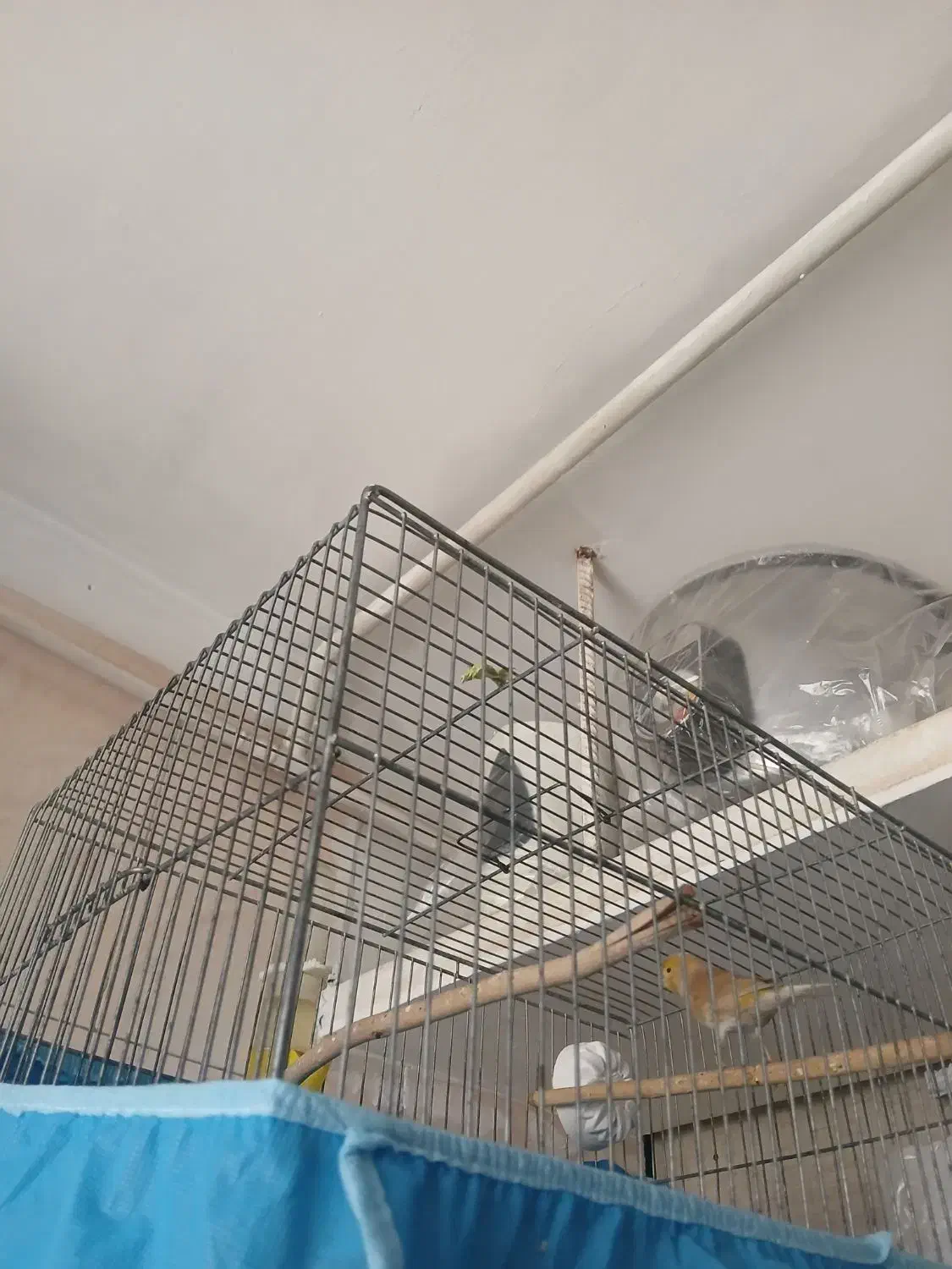 قناری نر ریزه خوان سالم|پرنده|قزوین, |دیوار