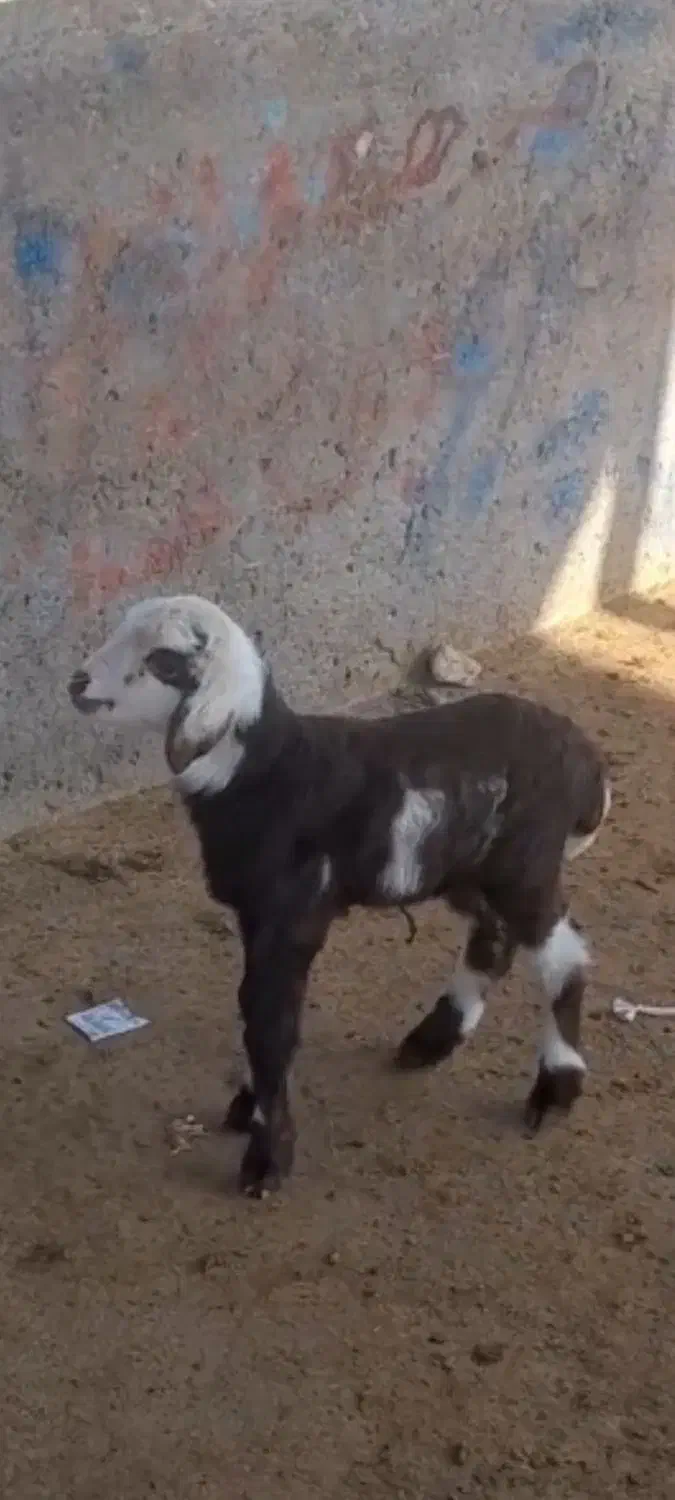 خرید فروش بره وبزغاله شیری بازاربزرگ تربت حیدریه|حیوانات مزرعه|تربت‌حیدریه, حاجی یار‎|دیوار