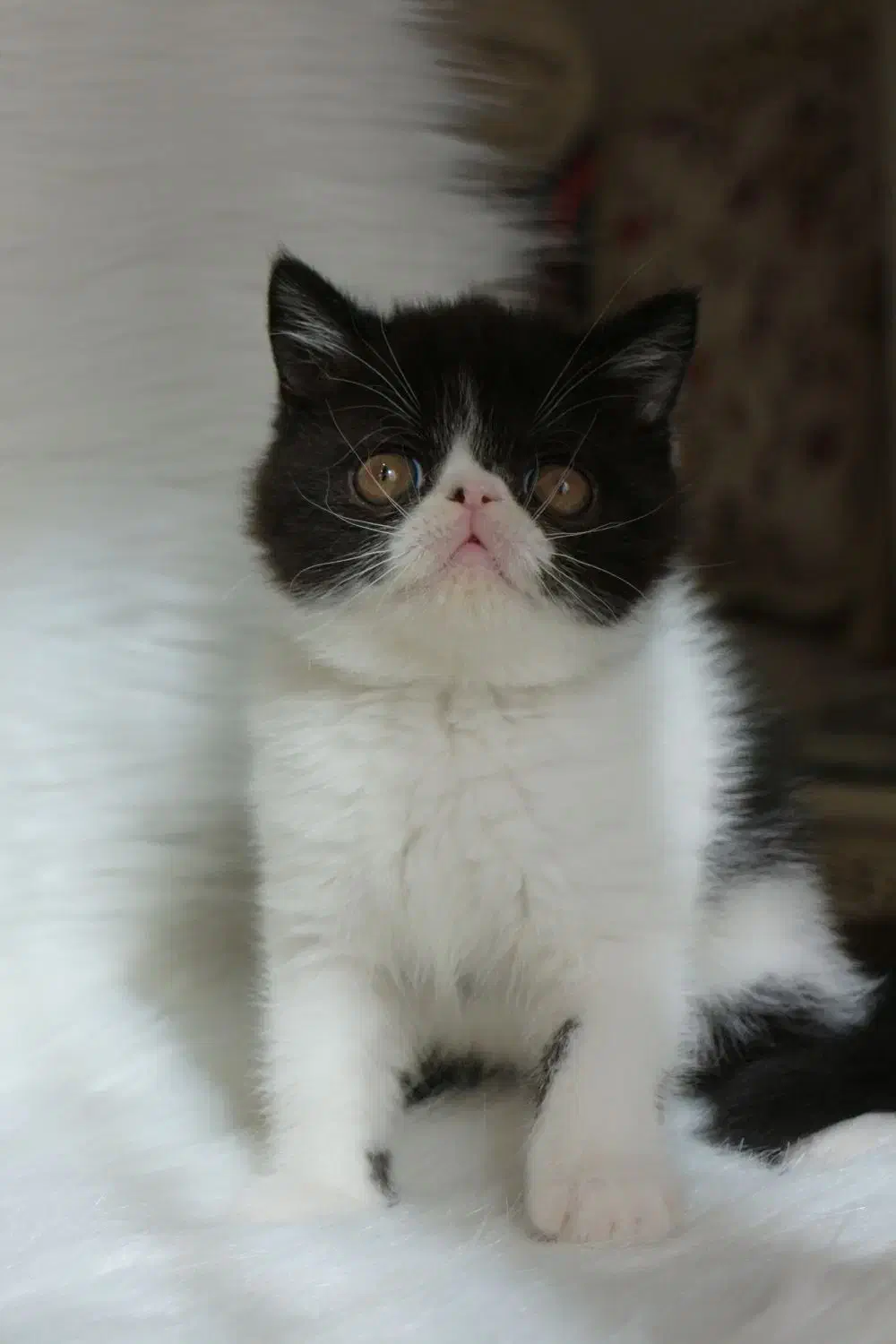 اگزاتیک شورت هیر|گربه|تهران, فردوس|دیوار