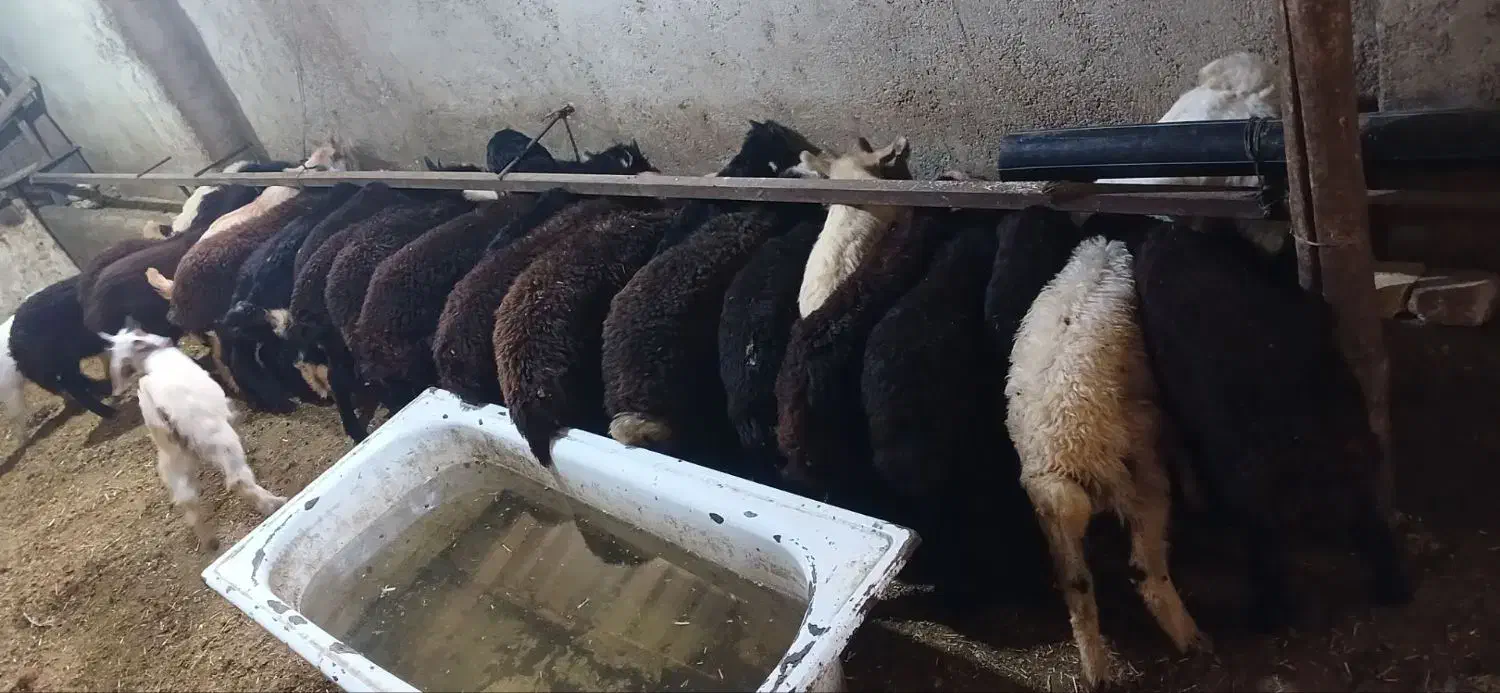 فروش طلایی گوسفندنژاد دارفشندی|حیوانات مزرعه|هشتگرد, تهران دشت|دیوار