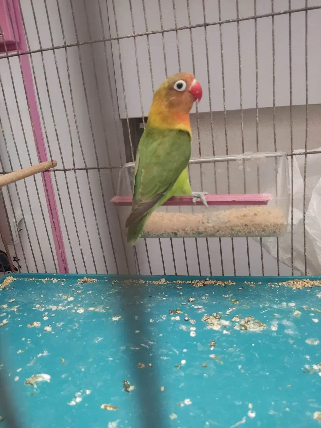 طوطی برزیلی سالم سرحال مطالق عکس|پرنده|رشت, شهرک شهید رجایی|دیوار