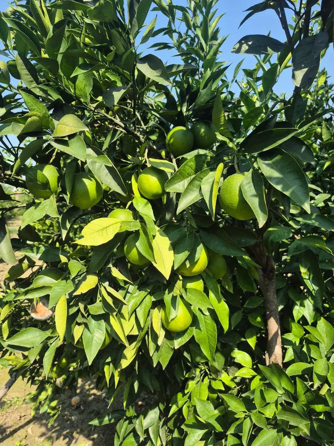 فروش پرتقال   تاراکو  درجه ۱  صادراتی رو درخت|خوردنی و آشامیدنی|کردکوی, |دیوار