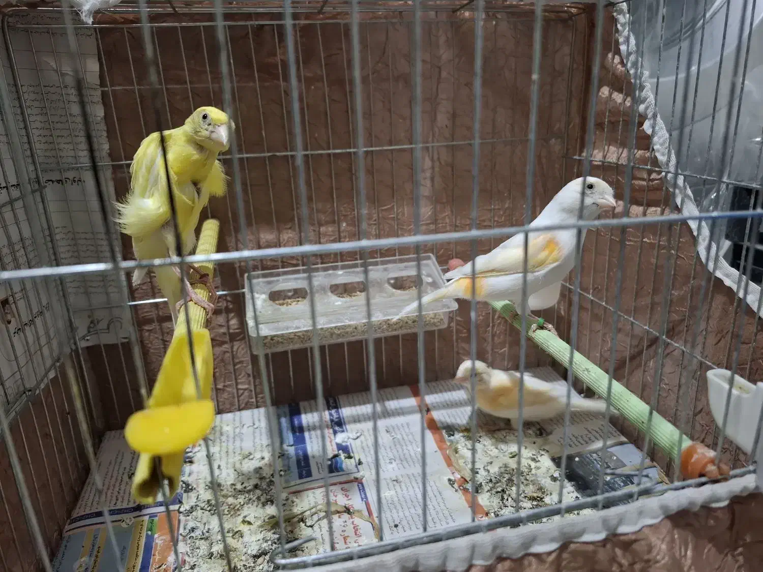 قناری نر و ماده|پرنده|قدس, شهرک فرزان|دیوار