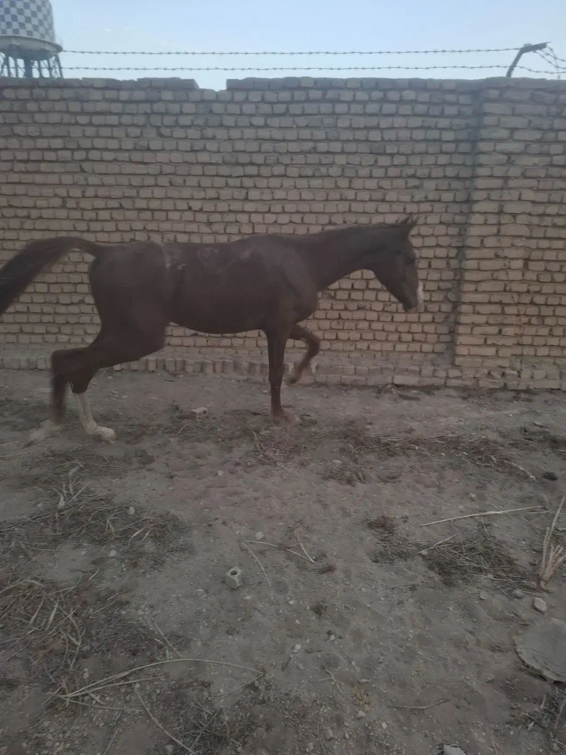 کره نریان|اسب و تجهیزات اسب‌سواری|رباط‌کریم, انجم آباد|دیوار
