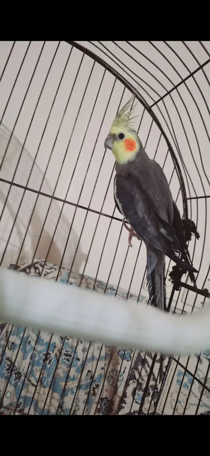 یک جفت مرغ عشق مولد و یک عدد عروس هلندی نر|پرنده|بندر ماهشهر, |دیوار