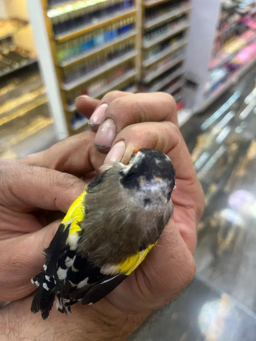 جوجه سهره خلخال ( به شرط)|پرنده|قزوین, |دیوار