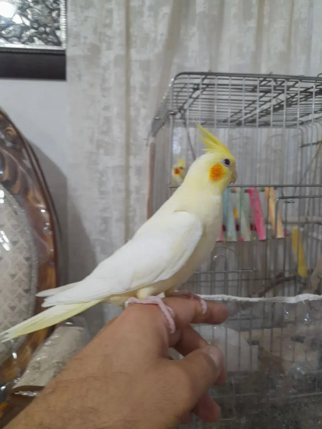 عروس هلندی|پرنده|قزوین, |دیوار