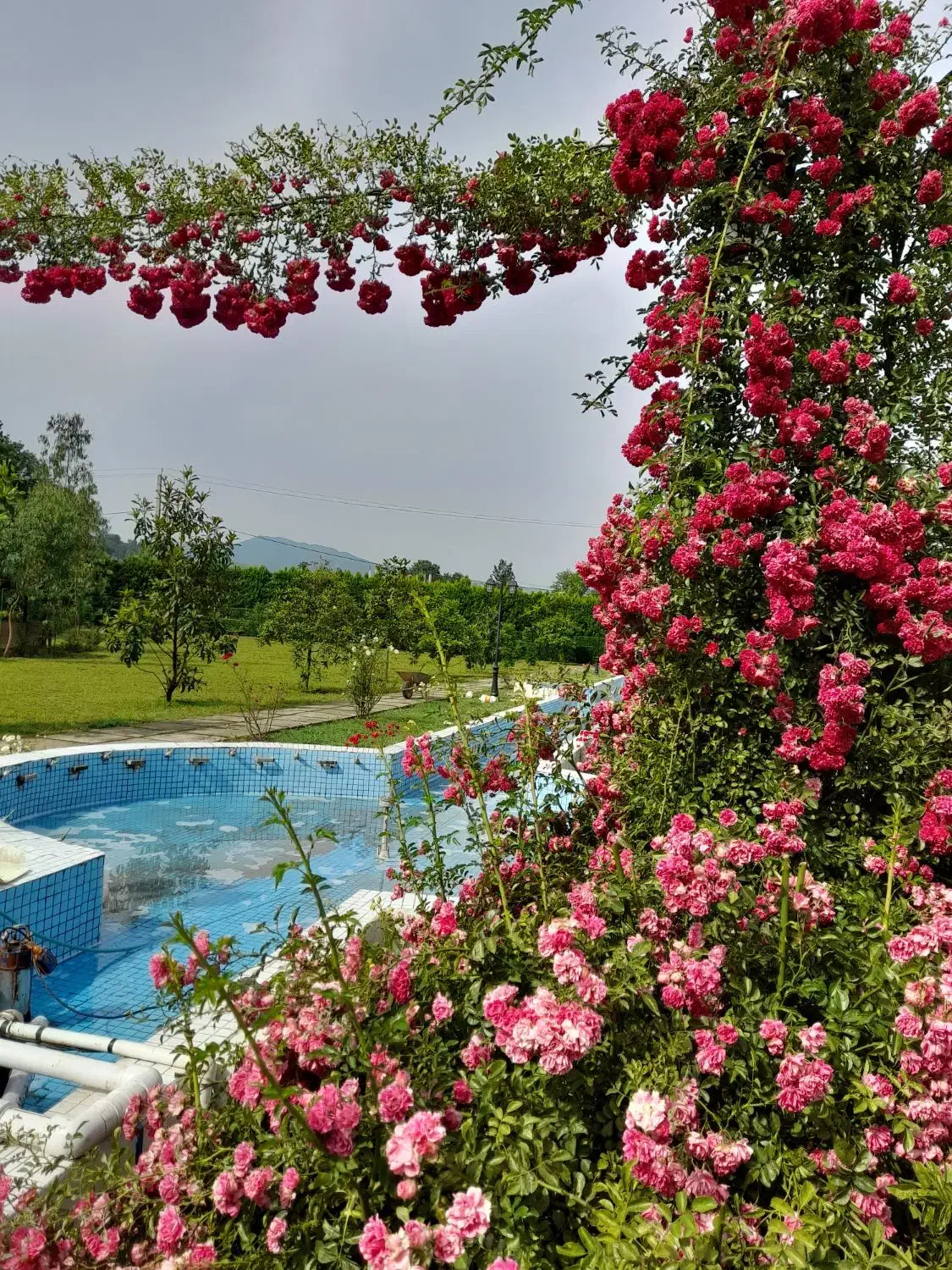 پرستار گیاهان آپارتمانی|خدمات باغبانی و درختکاری|رشت, رودباری|دیوار