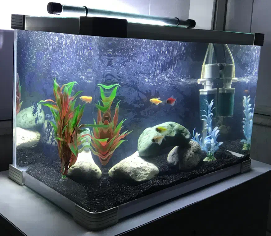 آکواریوم شرکتی شیشه خم با لوازم و ماهی|ماهی|قم, حنیف نژاد|دیوار