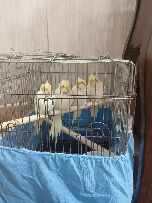 عروس هلندی لوتیتو|پرنده|شهریار, کهنز|دیوار