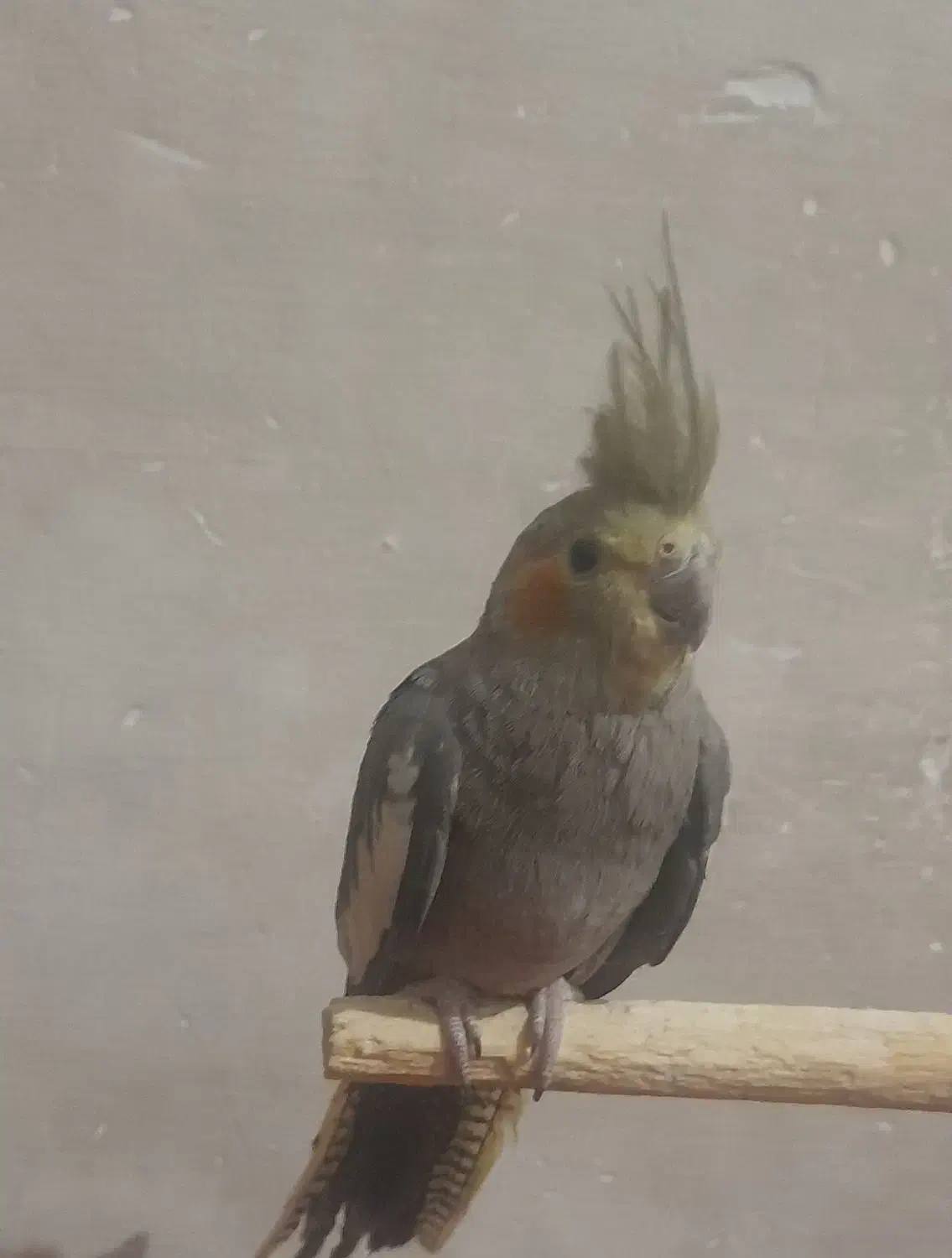 عروس هلندی سینامون نیم رام جوجه ۹ ماهه نر|پرنده|زرند, |دیوار