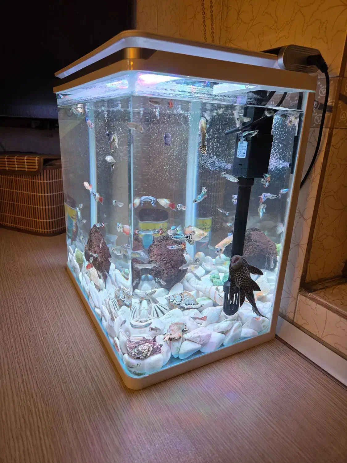 اکواریوم|ماهی|ری, دولت‌آباد|دیوار