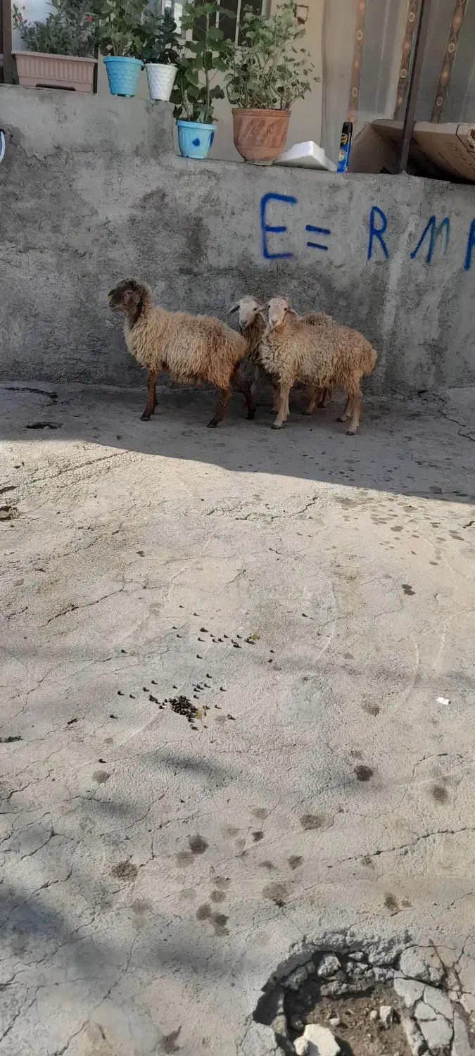 سه راس نرو ماده برا نگهداری|حیوانات مزرعه|مشگین شهر, |دیوار