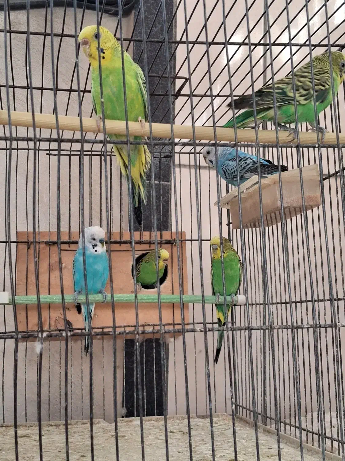 فروش مرغ عشق بالغ|پرنده|کازرون, |دیوار