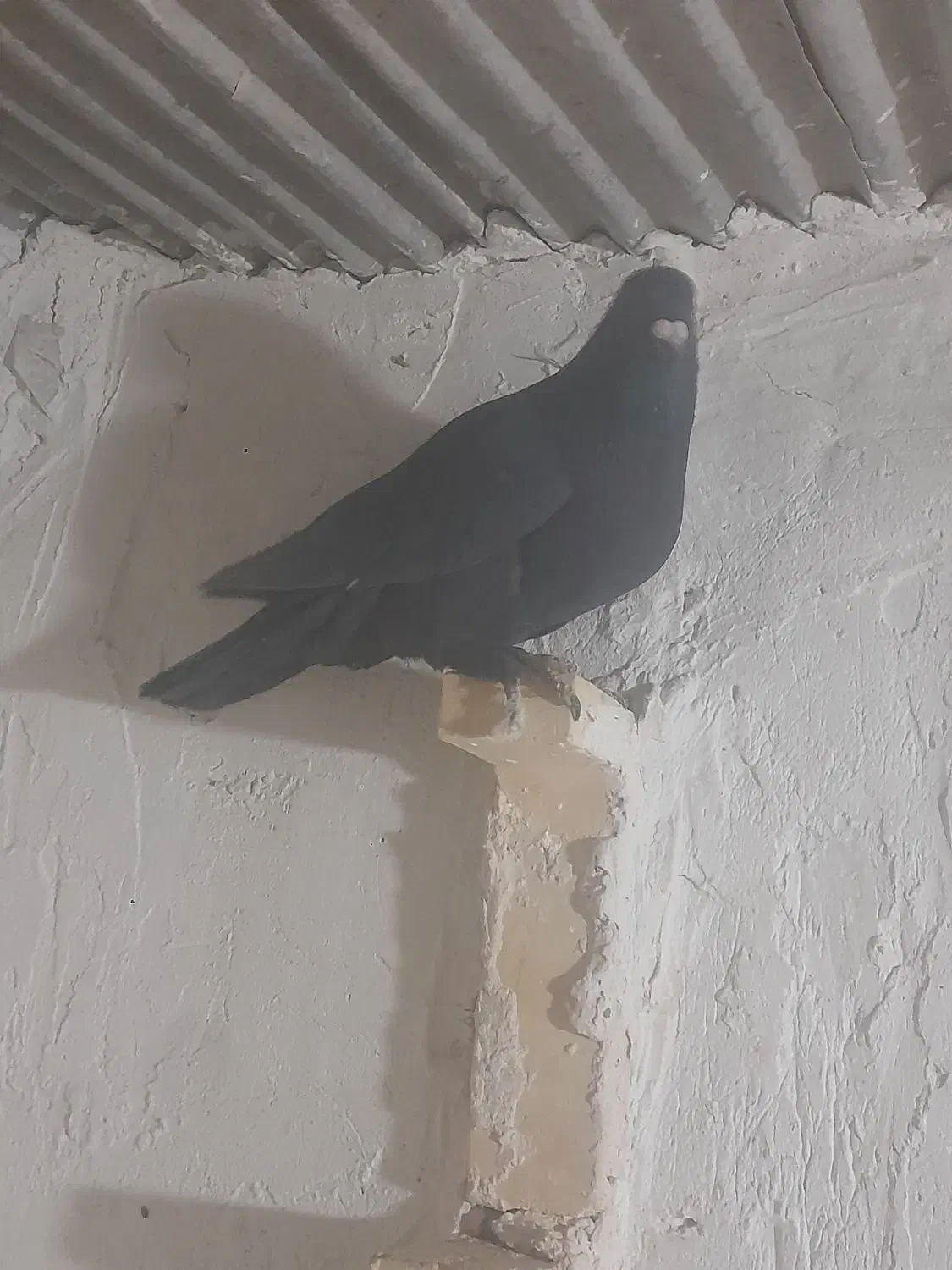 پرنده|پرنده|کرمان, |دیوار