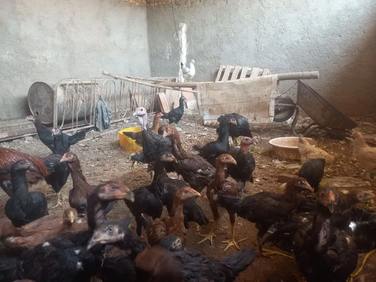 جوجه لاری|حیوانات مزرعه|یزد, |دیوار