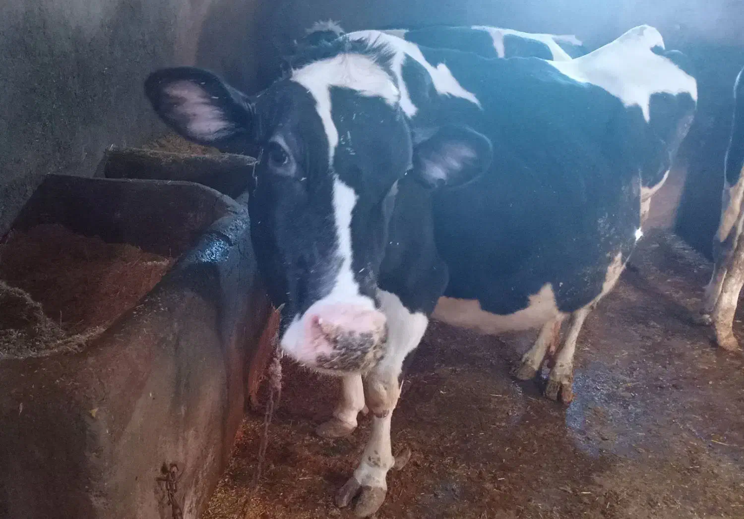 گاو|حیوانات مزرعه|کوهین, |دیوار