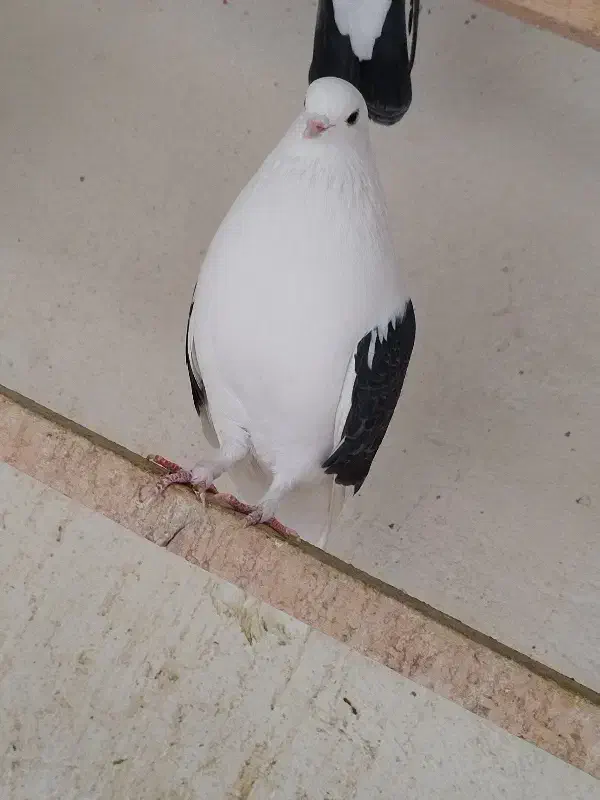 kbotar|پرنده|شهریار, رضی آباد پایین|دیوار