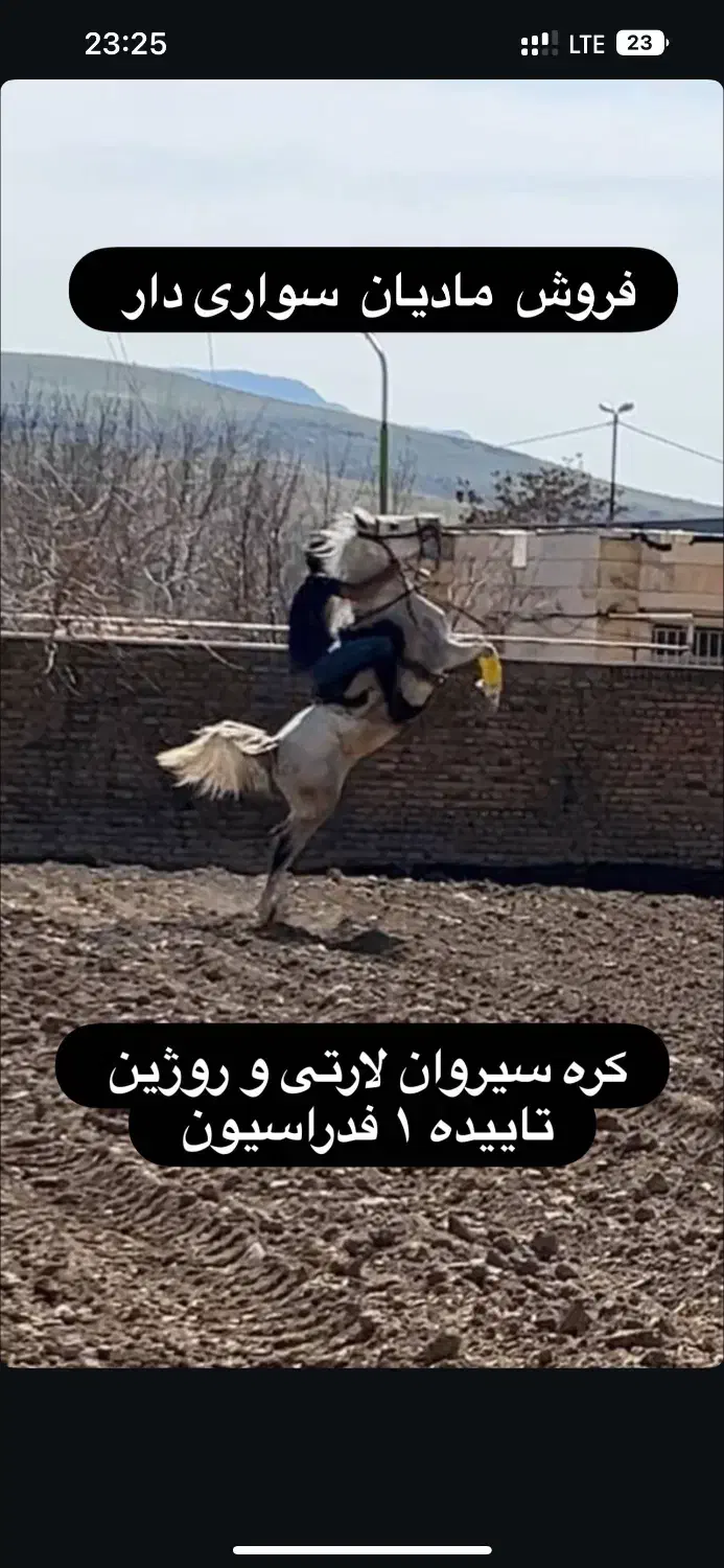 اسب|اسب و تجهیزات اسبسواری|صحنه, |دیوار