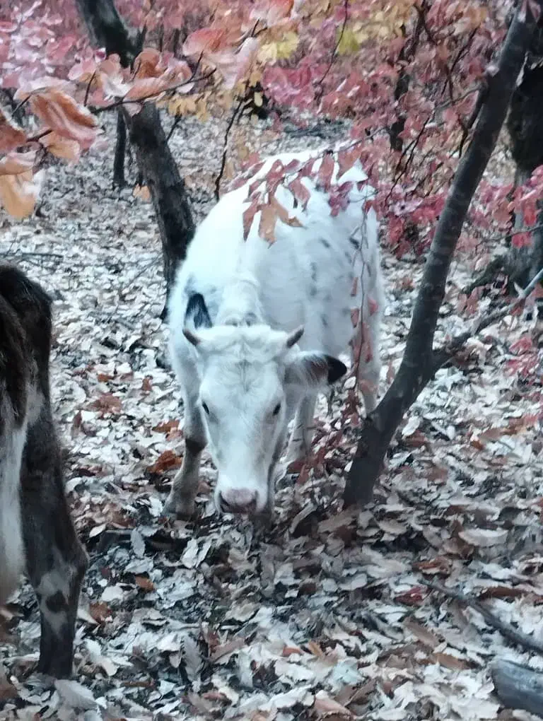 گاو های داشتی تمیز|حیوانات مزرعه|گالیکش, |دیوار