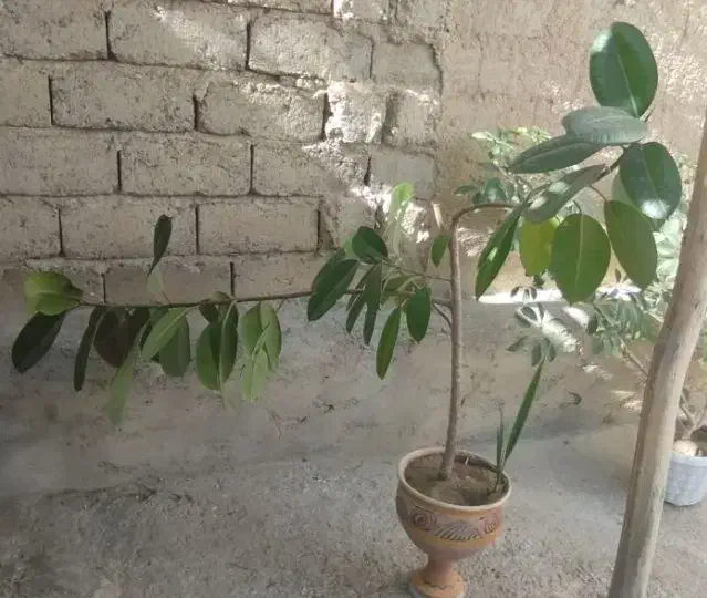 گوش فیل طبیعی|گل و گیاه طبیعی|شاهین دژ, |دیوار