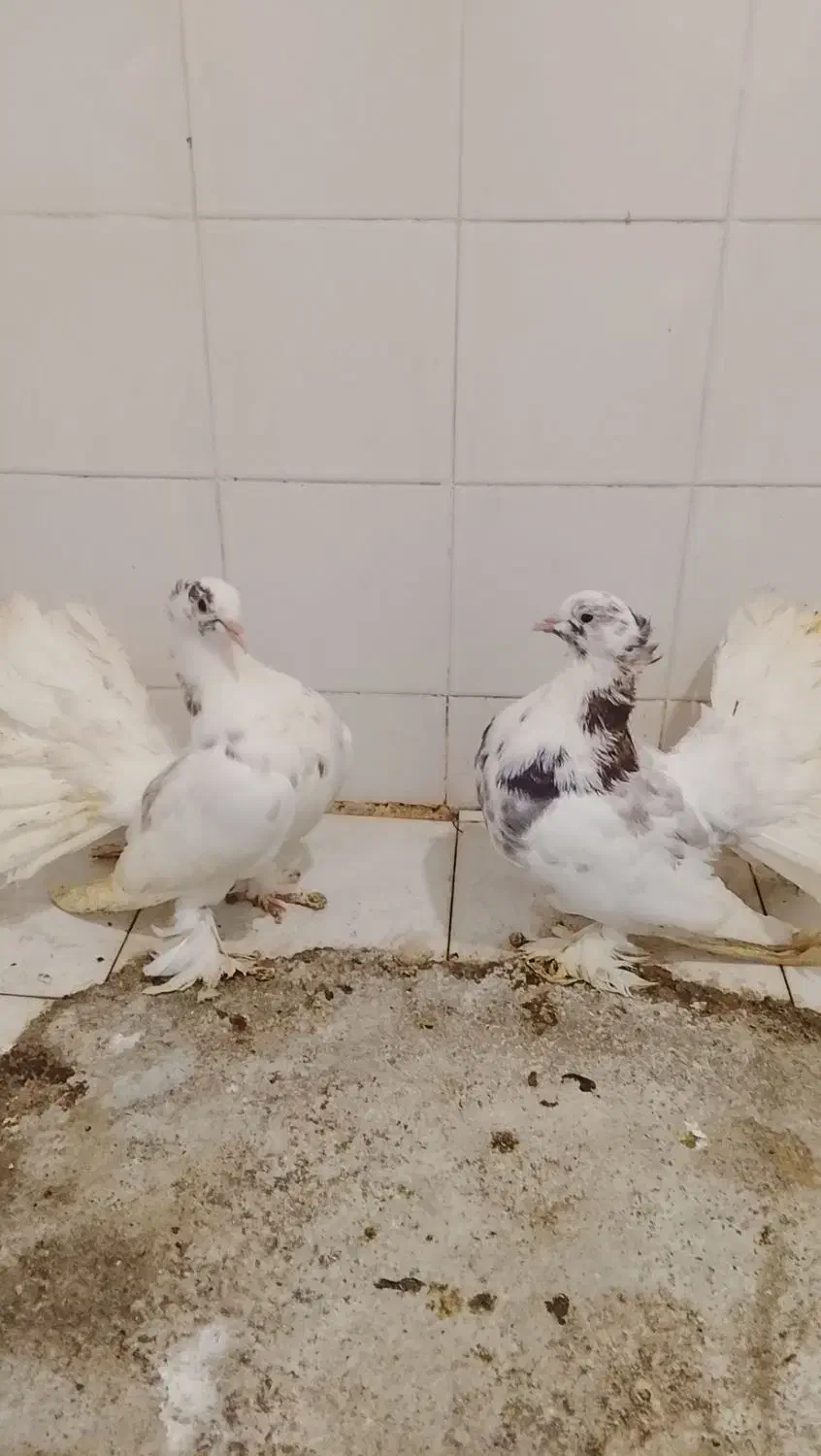 کبوتر دمچری|پرنده|قائمشهر, |دیوار