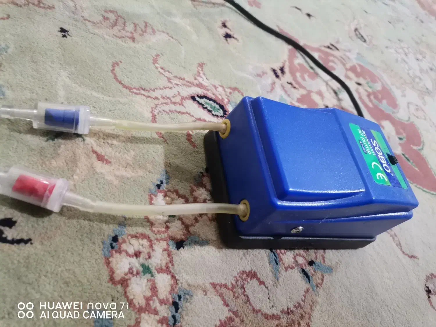 ماهی گوپی|ماهی|مشهد, شهید قربانی|دیوار