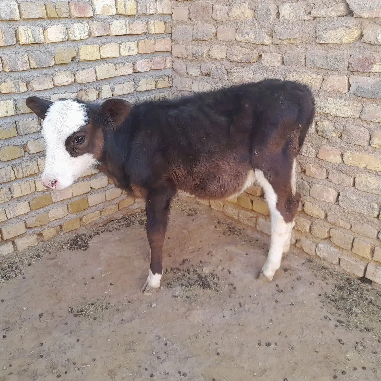 یک راس تلیسه یا گوساله ماده سیمینتال|حیوانات مزرعه|رامند, |دیوار