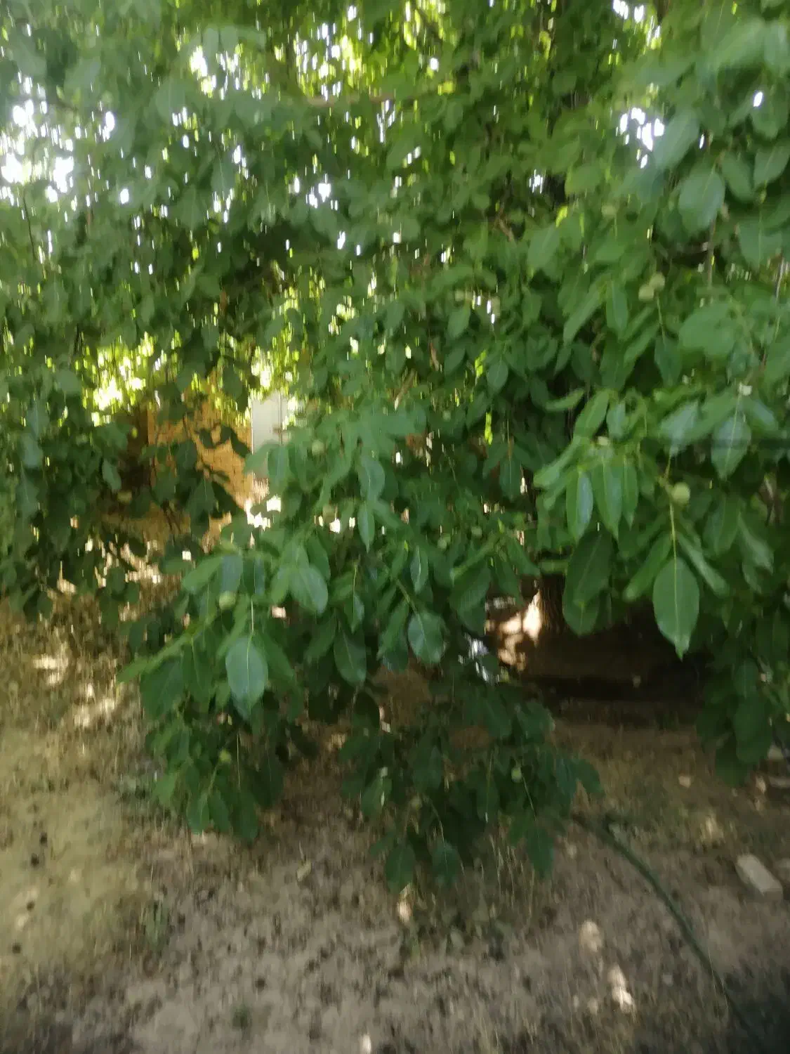 اجاره خونه چغاخور درروستای سیوک|اجارهٔ خانه و ویلا|بروجن, |دیوار