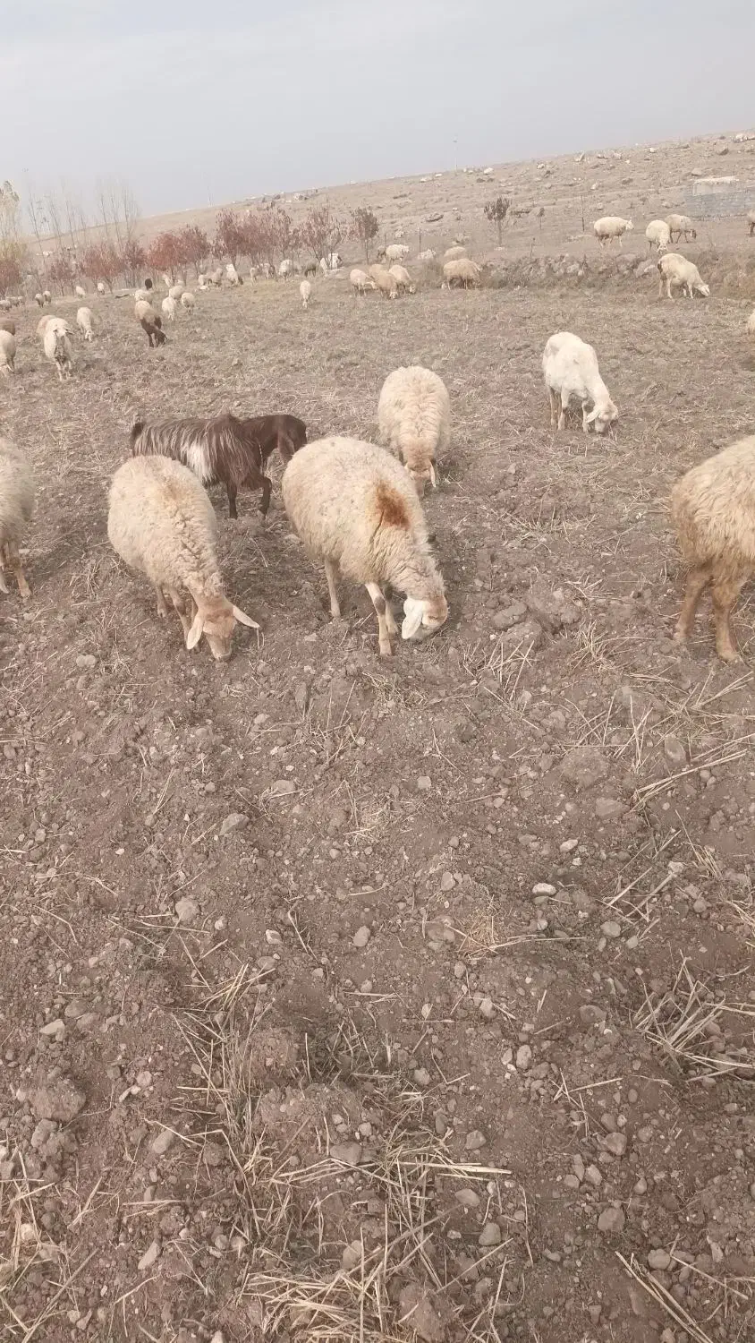 گوسفند‌مغانی‌‌ دامازدوق|حیوانات مزرعه|مشگین شهر, |دیوار