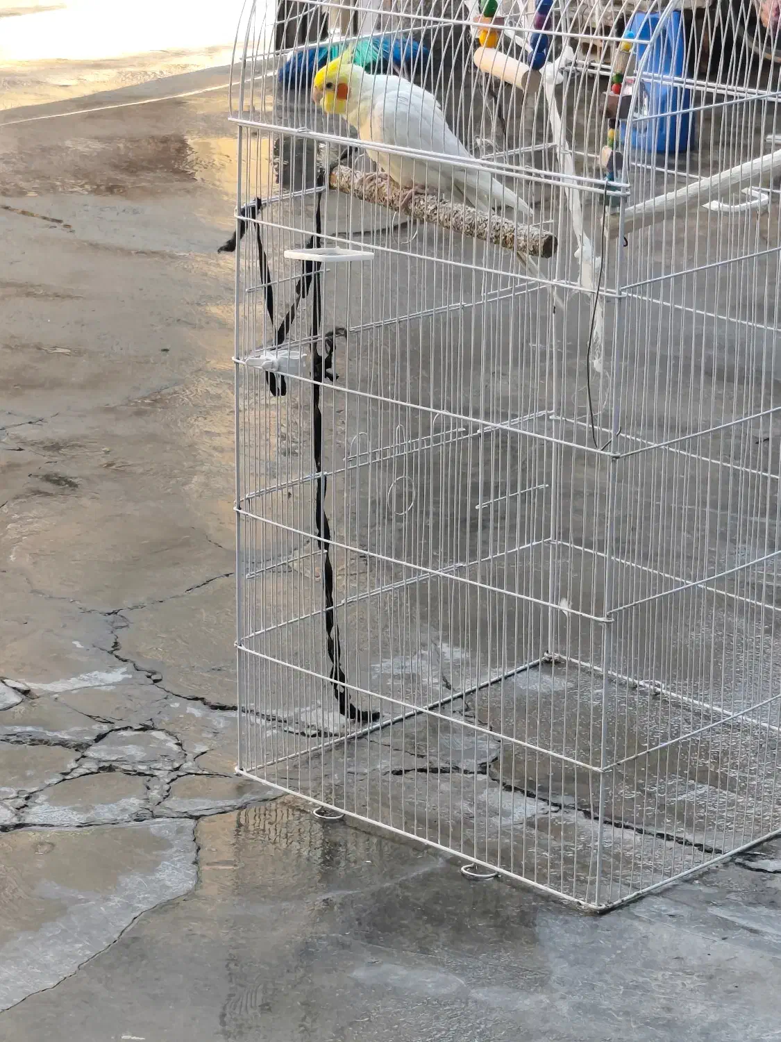 عروس هلندی|پرنده|سرپل ذهاب, |دیوار