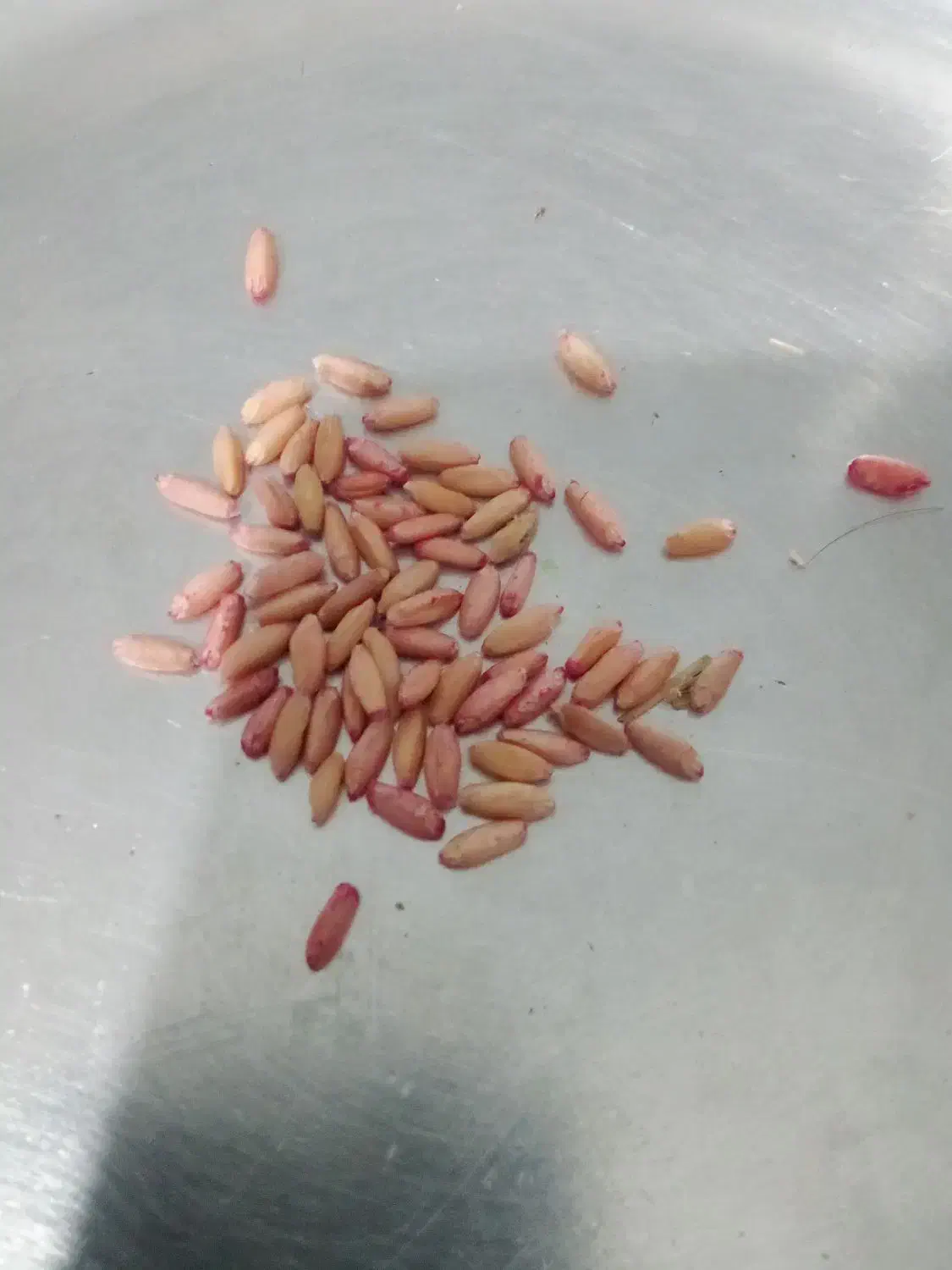 گندم بذر|عمده‌فروشی|کرفتو, |دیوار