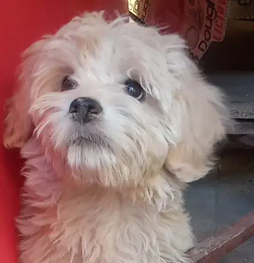 سگ خوشگل|سگ|کشکوئیه, |دیوار