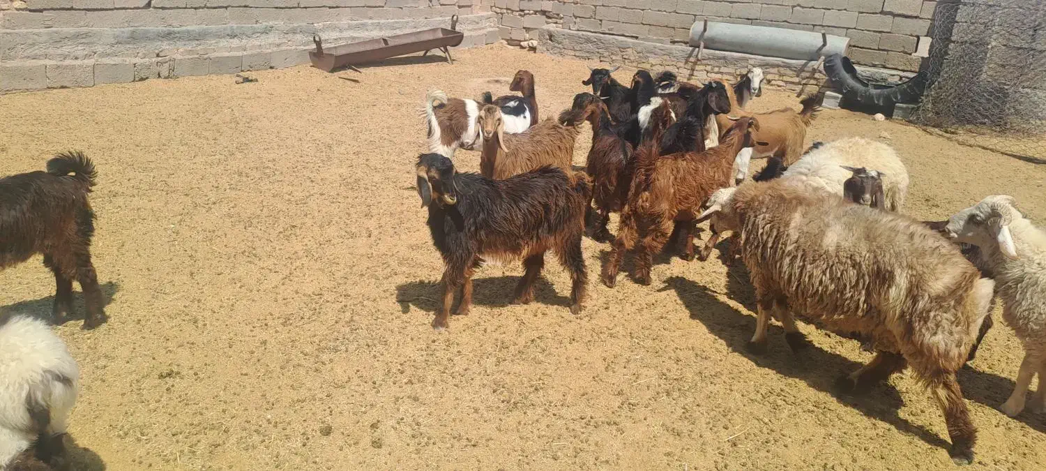 فروش حدود ۱۲ راس کهره نر و ماده|حیوانات مزرعه|حنا, |دیوار