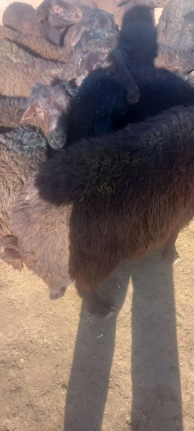 بره  نر  پایه پروار|حیوانات مزرعه|کوهدشت, |دیوار