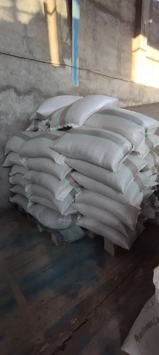 تخمه کانادایی|عمده‌فروشی|بیلوار, |دیوار