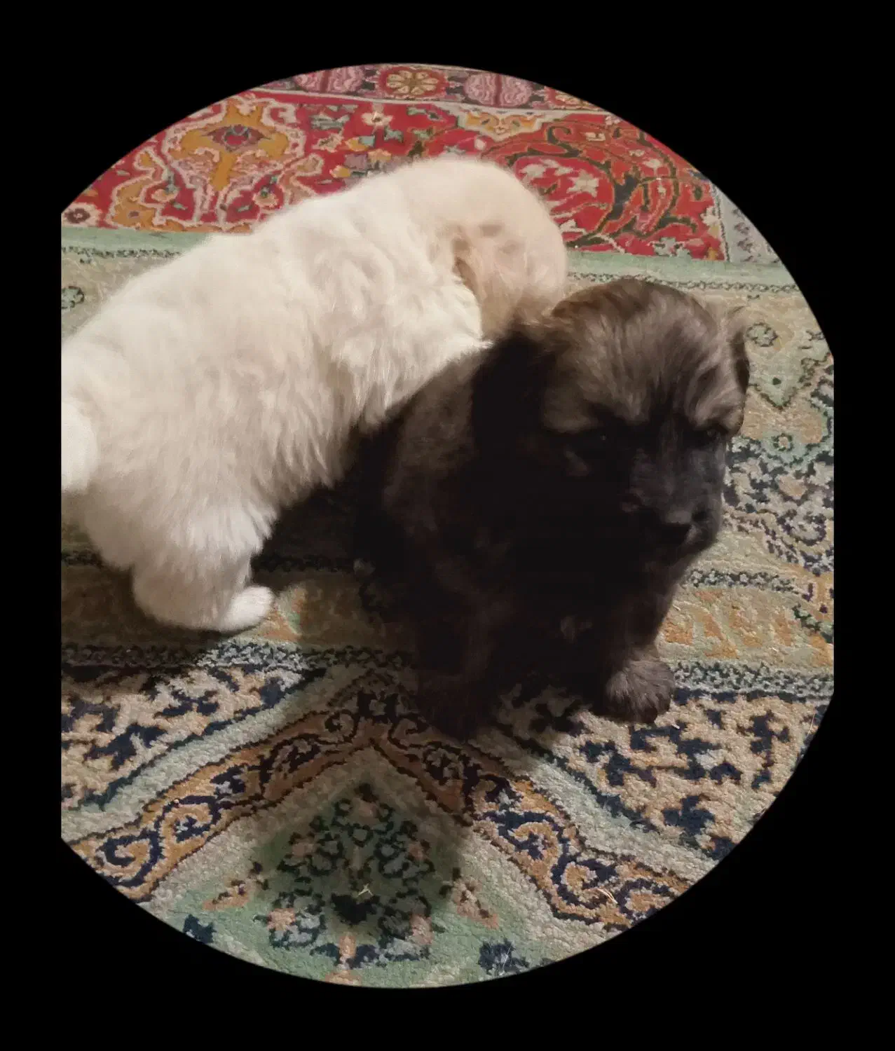 نر ماده.|سگ|شهریار, شهریار|دیوار