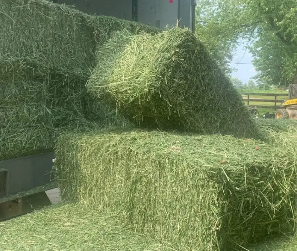 ینجه|لوازم جانبی حیوانات|الشتر, |دیوار