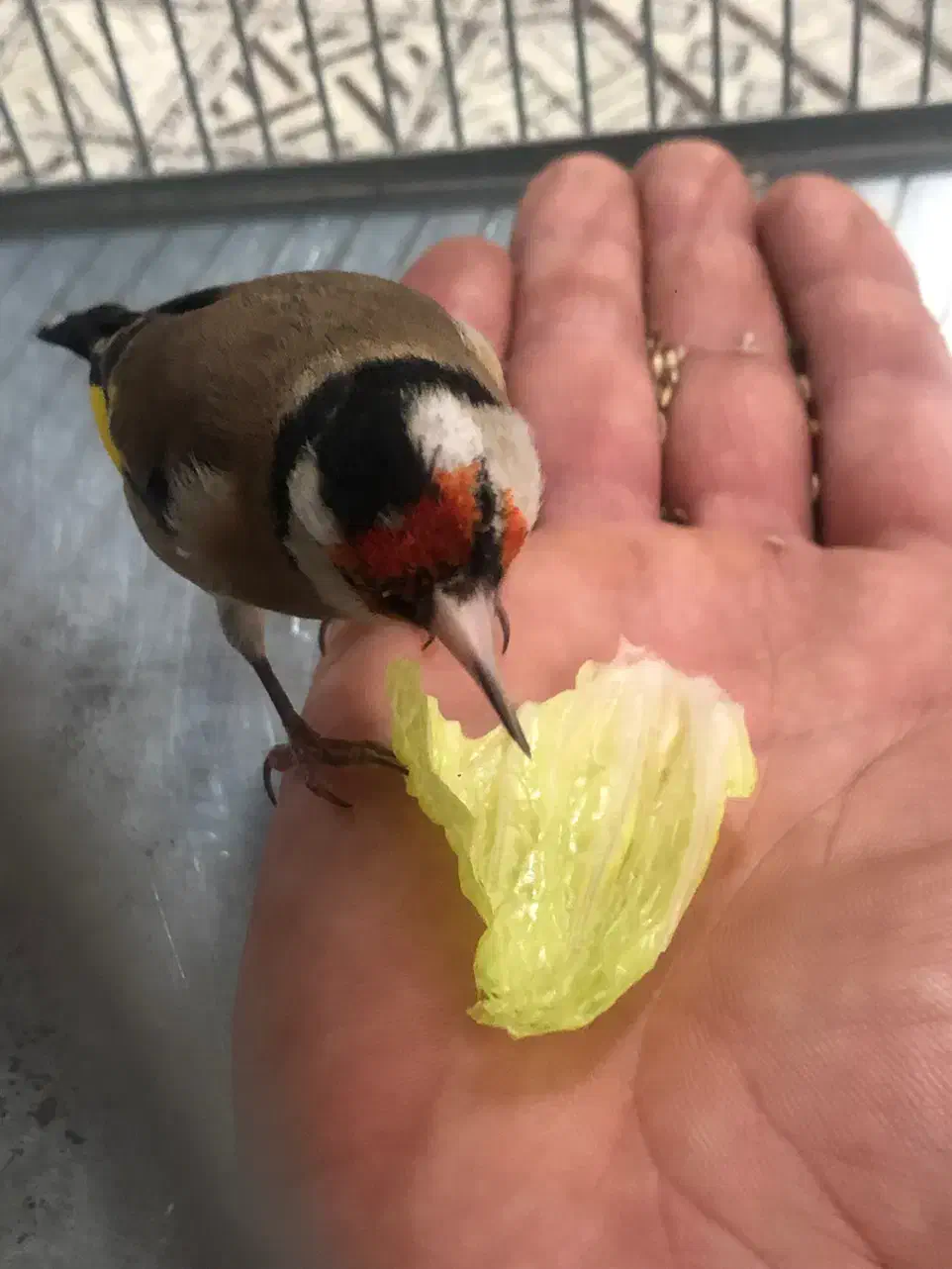 سهره|پرنده|دهگلان, |دیوار