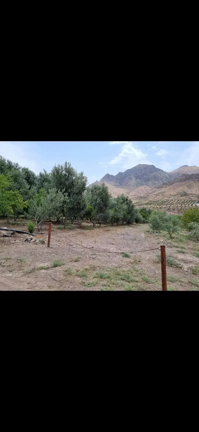 فروش باغ زیتون بار ده ۱۶ ساله|فروش دفتر صنعتی، کشاورزی، تجاری|طارم (زنجان), |دیوار