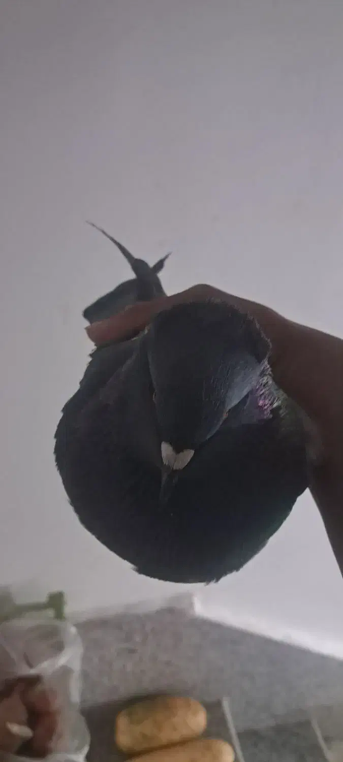 ۱عدد نر کوهی|پرنده|صدرا-فارس, فاز ۱|دیوار