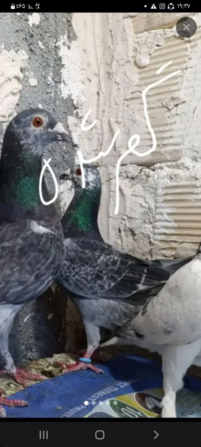 کفتر|پرنده|نیشابور, حقیه|دیوار