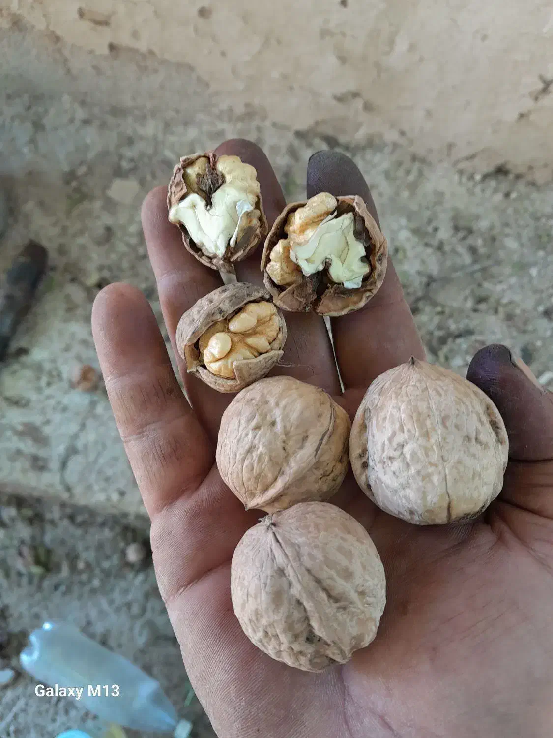 گردو خشک امسالی بصورت سنتی پوستگیری شده|خوردنی و آشامیدنی|دماوند, گیلاوند|دیوار