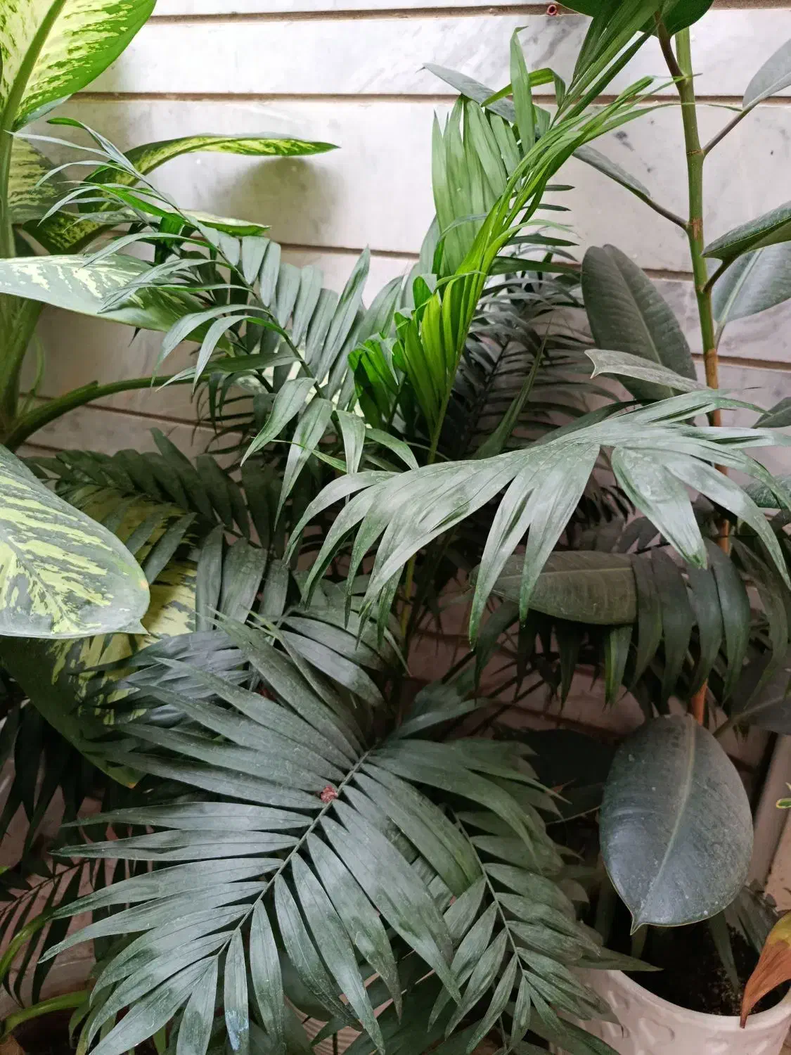 گلهای اپارتمانی|گل و گیاه طبیعی|شیراز, شهرک والفجر|دیوار