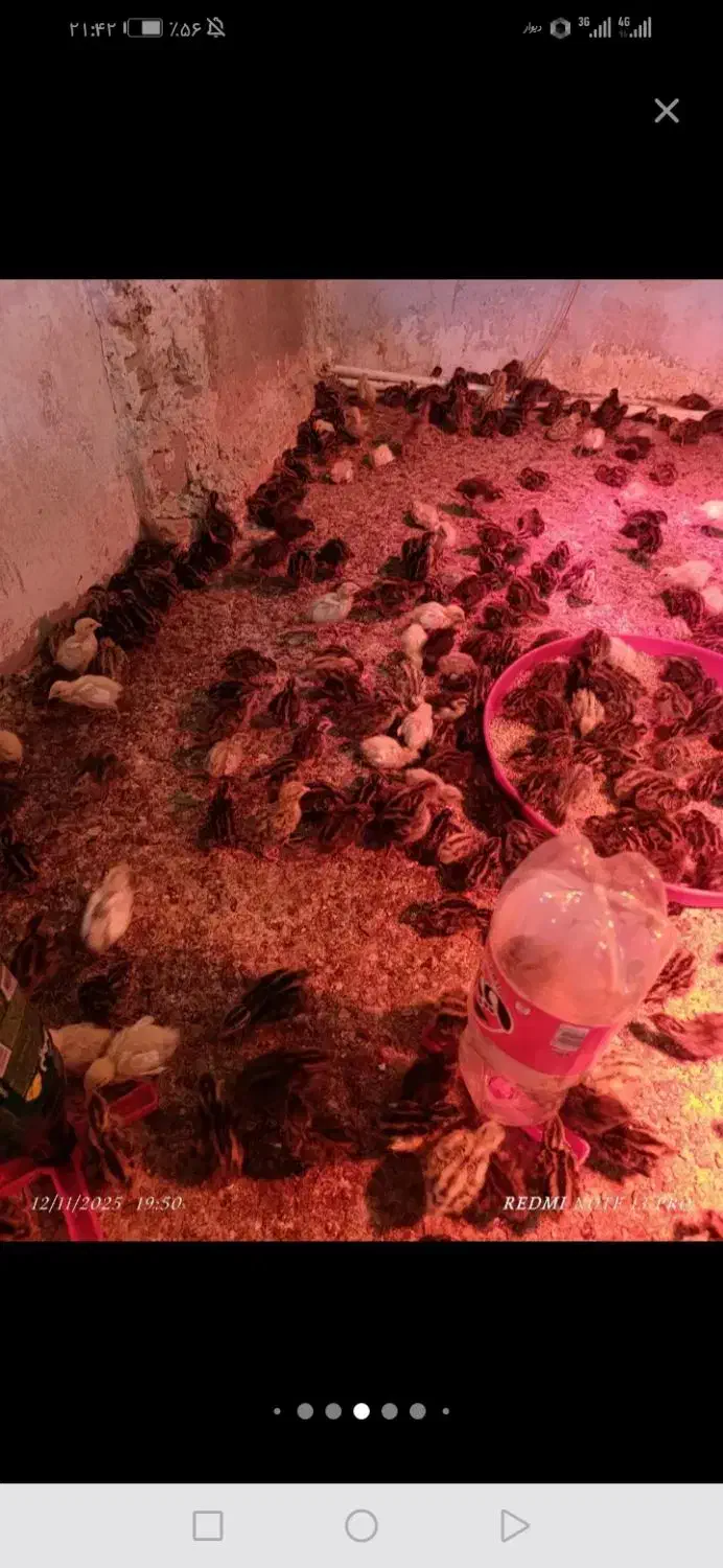 پیش فروش 1000عددجوجه بلدرچین 2روزه به تاریخ 14اذر|حیوانات مزرعه|کاشمر, |دیوار