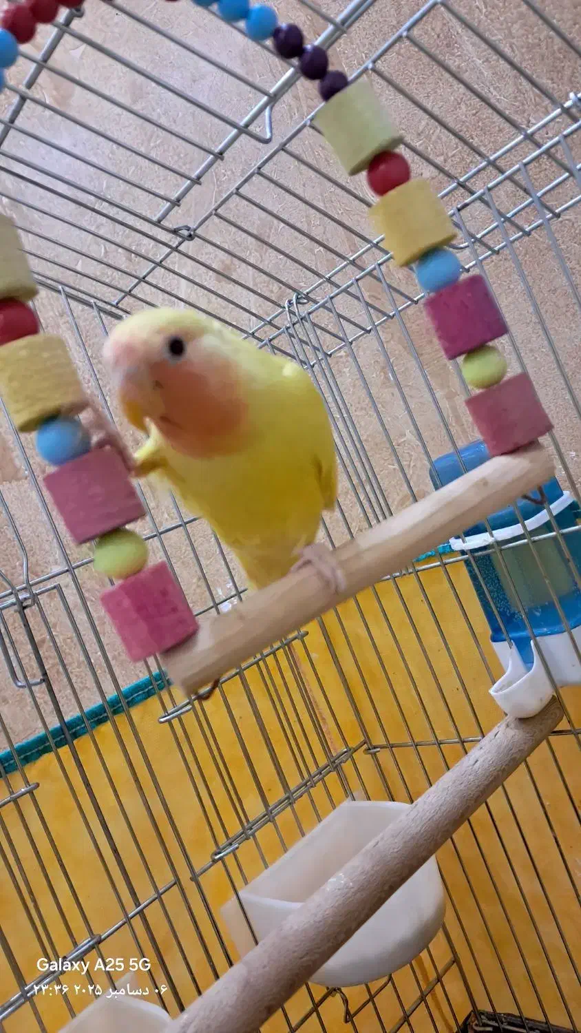 طوطی برزیلی|پرنده|سنندج, |دیوار