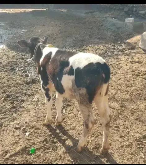 گاوباگوساله ماده|حیوانات مزرعه|شادیان, |دیوار