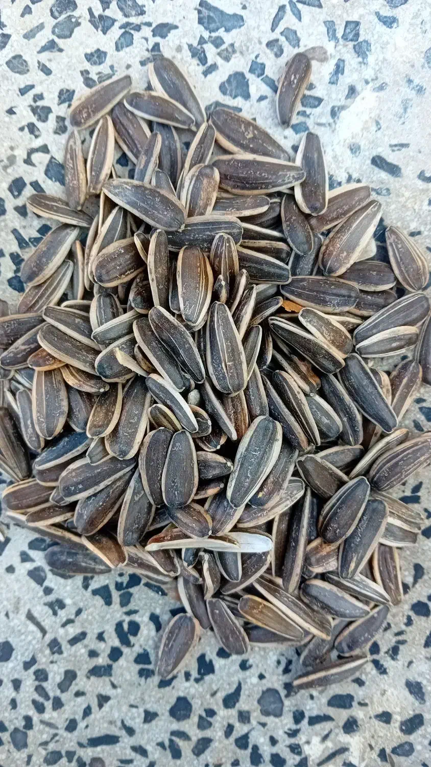 تخمە اجیلی|عمدهفروشی|مهاباد (آذربایجان غربی), |دیوار