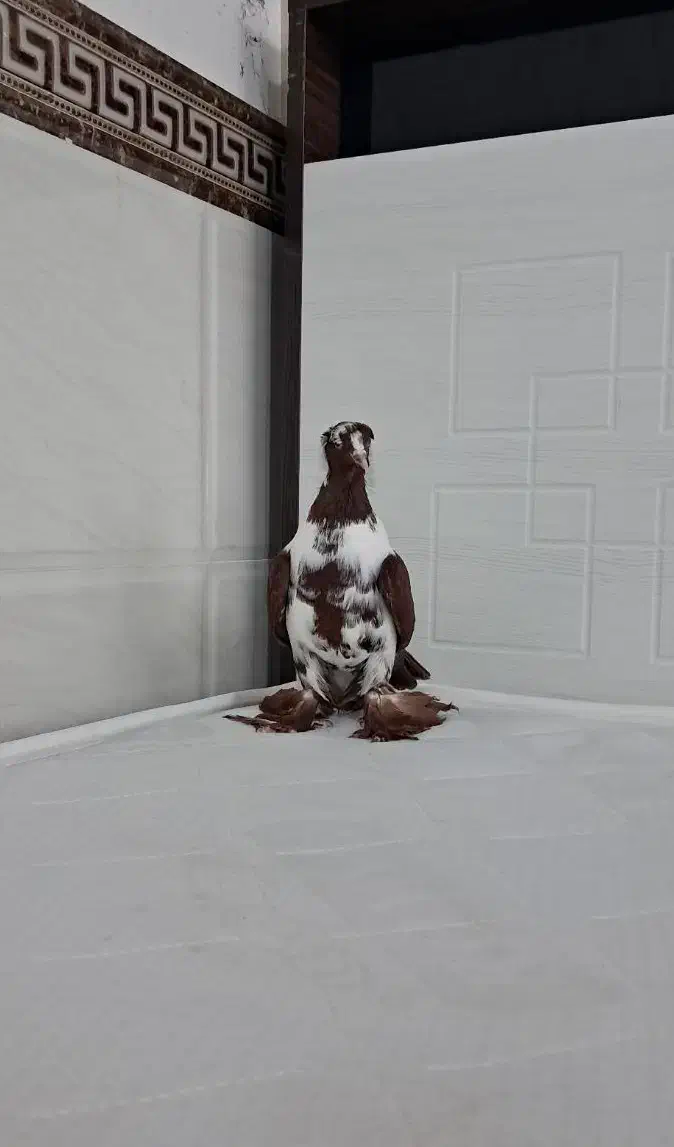 کبوتر ککیلی|پرنده|اردبیل, |دیوار